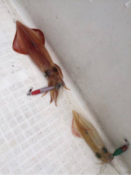 「LaGooN」蒼陽丸 日和号　 釣果