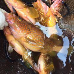 「LaGooN」蒼陽丸 日和号 釣果