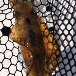 「LaGooN」蒼陽丸 日和号 釣果