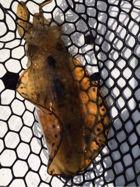 「LaGooN」蒼陽丸 日和号　 釣果