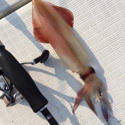 「LaGooN」蒼陽丸 日和号　 釣果