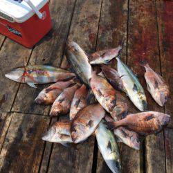 釣り堀水宝 釣果