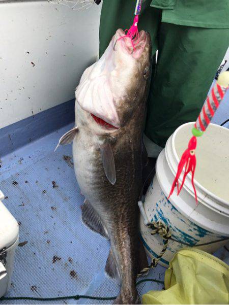 第二 つれたか丸 釣果