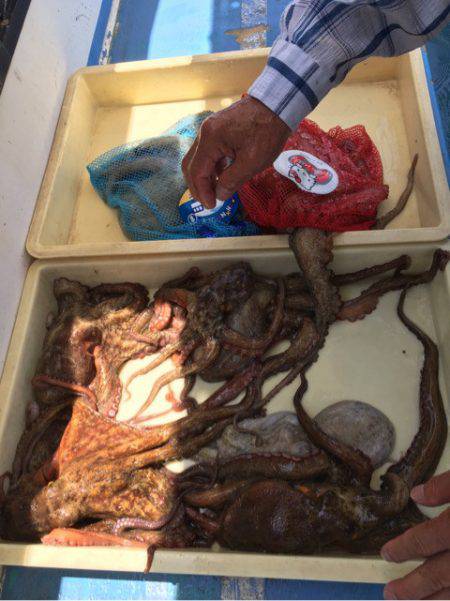 ヤザワ渡船 釣果