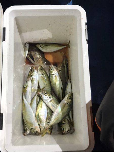 ヤザワ渡船 釣果