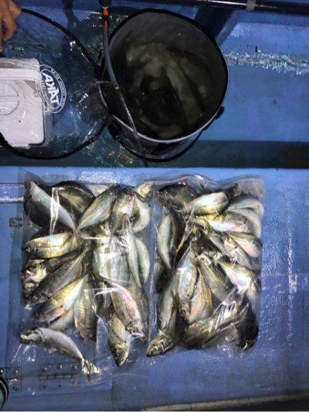 ヤザワ渡船 釣果