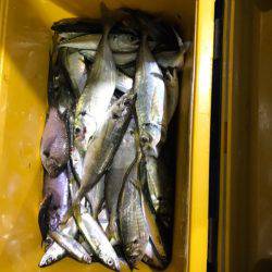 ヤザワ渡船 釣果