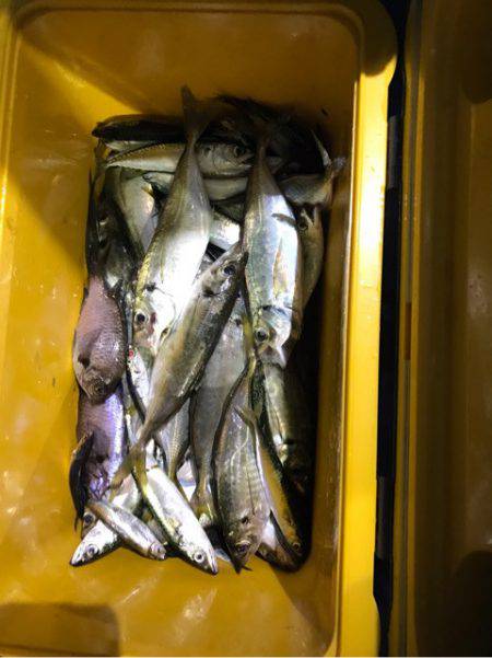 ヤザワ渡船 釣果