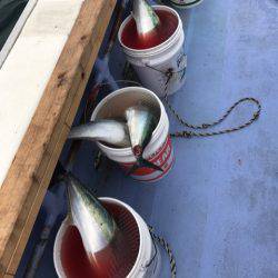 第二 つれたか丸 釣果