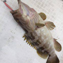 「LaGooN」蒼陽丸 日和号 釣果