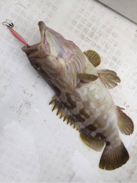 「LaGooN」蒼陽丸 日和号 釣果