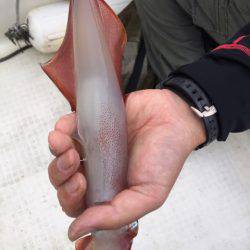 「LaGooN」蒼陽丸 日和号 釣果