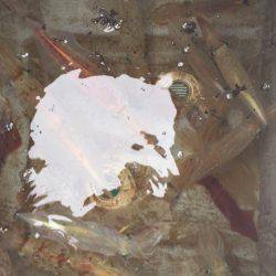 「LaGooN」蒼陽丸 日和号　 釣果