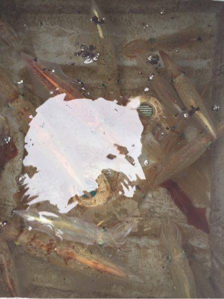 「LaGooN」蒼陽丸 日和号　 釣果