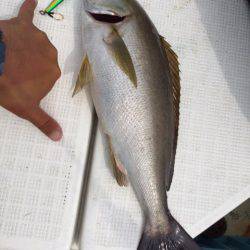 「LaGooN」蒼陽丸 日和号　 釣果