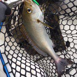 「LaGooN」蒼陽丸 日和号　 釣果