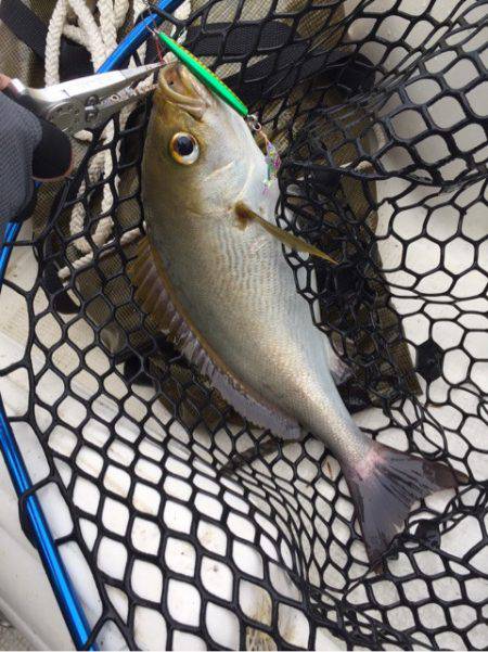 「LaGooN」蒼陽丸 日和号　 釣果
