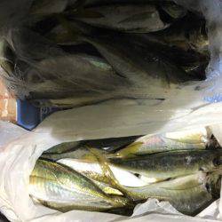 ヤザワ渡船 釣果