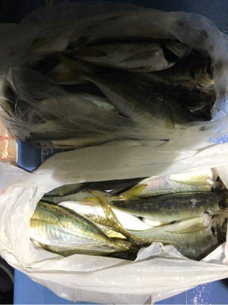 ヤザワ渡船 釣果