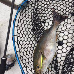 「LaGooN」蒼陽丸 日和号　 釣果