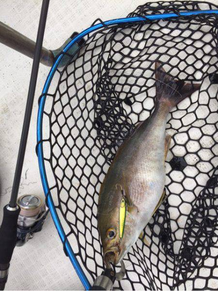 「LaGooN」蒼陽丸 日和号　 釣果