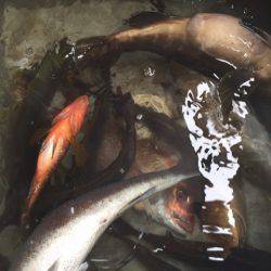 「LaGooN」蒼陽丸 日和号　 釣果