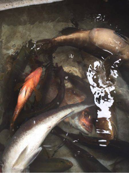 「LaGooN」蒼陽丸 日和号　 釣果