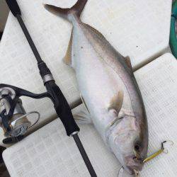 「LaGooN」蒼陽丸 日和号　 釣果