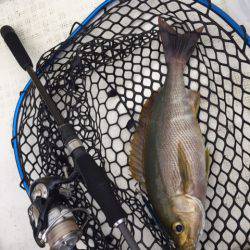 「LaGooN」蒼陽丸 日和号　 釣果