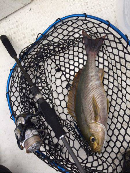 「LaGooN」蒼陽丸 日和号　 釣果