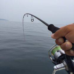 「LaGooN」蒼陽丸 日和号　 釣果