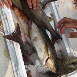 「LaGooN」蒼陽丸 日和号　 釣果