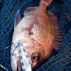 渡船屋たにぐち 釣果