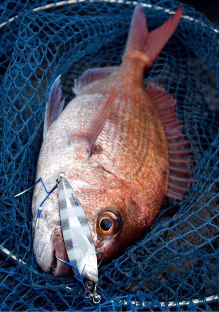 渡船屋たにぐち 釣果