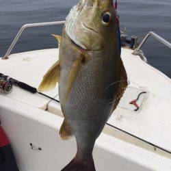 「LaGooN」蒼陽丸 日和号　 釣果