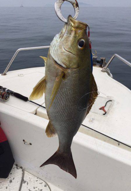 「LaGooN」蒼陽丸 日和号　 釣果
