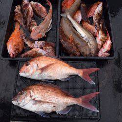 渡船屋たにぐち 釣果