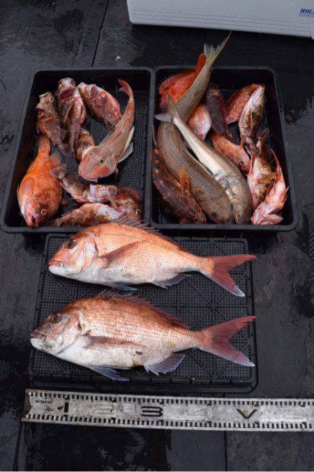 渡船屋たにぐち 釣果