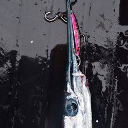 渡船屋たにぐち 釣果