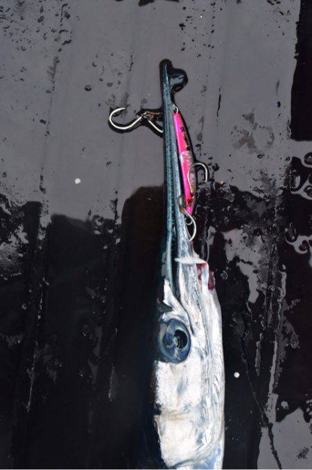 渡船屋たにぐち 釣果