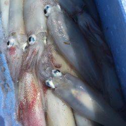 「LaGooN」蒼陽丸 日和号 釣果