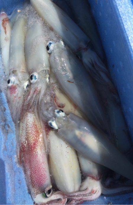 「LaGooN」蒼陽丸 日和号 釣果