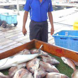 海の釣堀 海恵 釣果