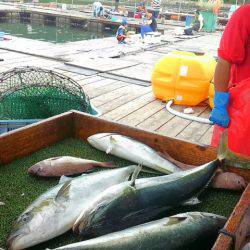 海の釣堀 海恵 釣果