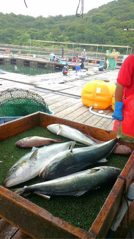 海の釣堀 海恵 釣果