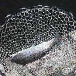 平谷湖フィッシングスポット 釣果