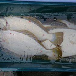 小樽港遊漁船SHAKE 釣果