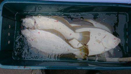 小樽港遊漁船SHAKE 釣果