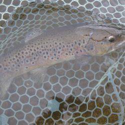 平谷湖フィッシングスポット 釣果