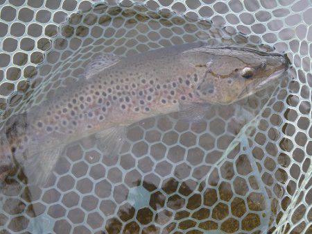 平谷湖フィッシングスポット 釣果